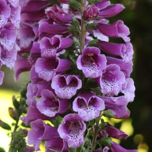 Foxglove
