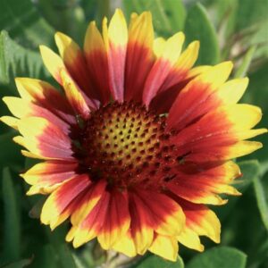 Gaillardia Arizona