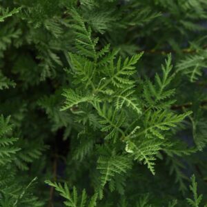 Sun Fern