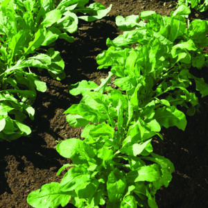 Arugula