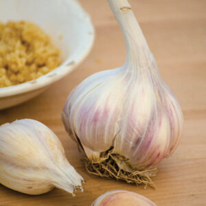 Garlic