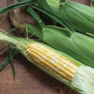 Sweet Corn