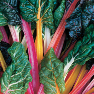 Swiss Chard