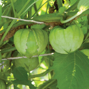 Tomatillo