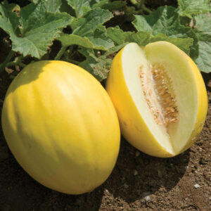 Canary Melon