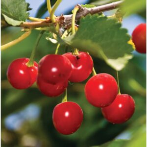 Sour Cherries